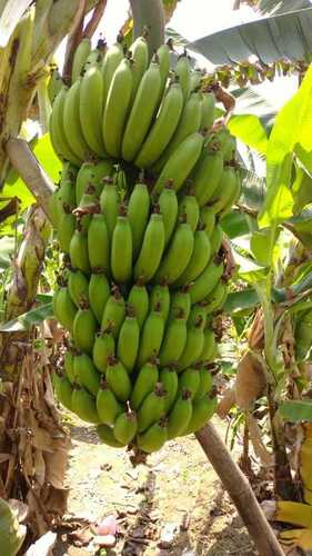 Open Air Natural Green Fresh Banana