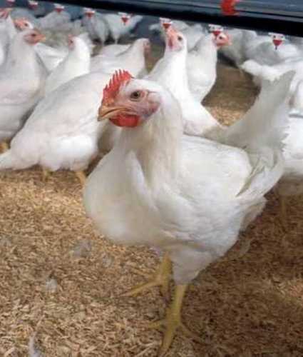  शुद्ध और स्वस्थ पोल्ट्री मुर्गियां