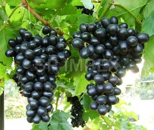 100% Mature Fresh Black Grapes