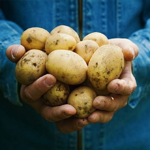 Natural Chinese Origin Fresh Potatoes