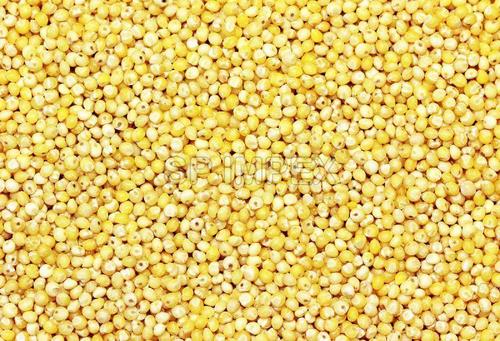 Impurity Free Millet Seeds