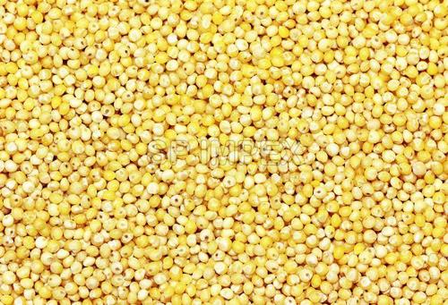 Organic Impurity Free Millet Seeds