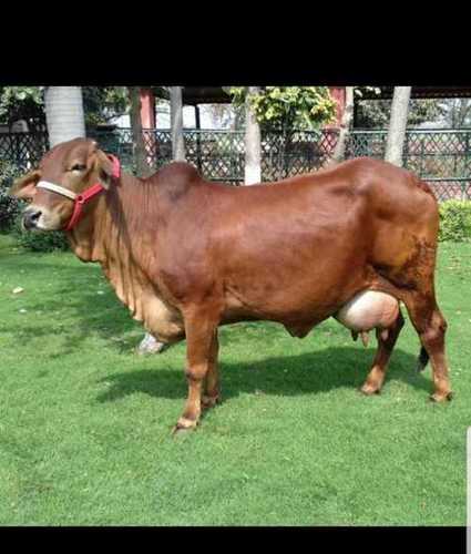 Pure Sahiwal Cow For Dairy Farming