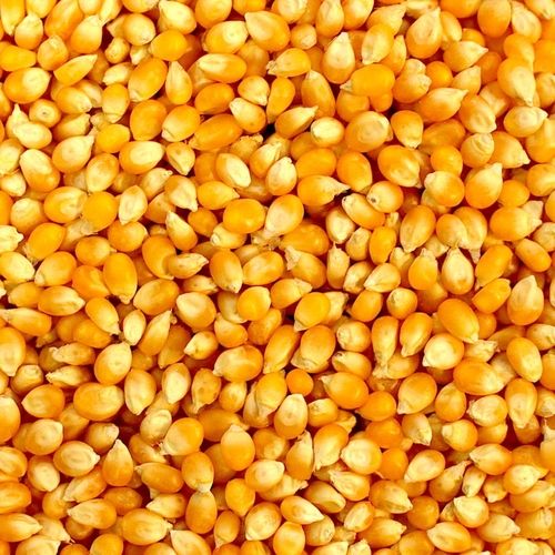Natural Yellow Popcorn Kernel