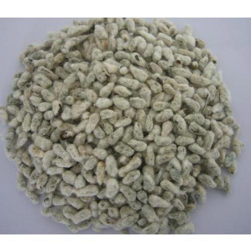 Grey No Preservatives Cotton Seed