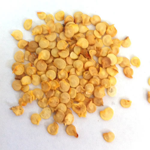 Yellow Non Harmul Chilli Seeds