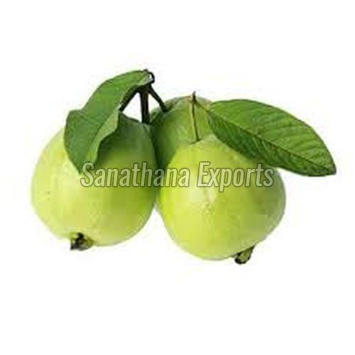 Impurity Free Green Guava