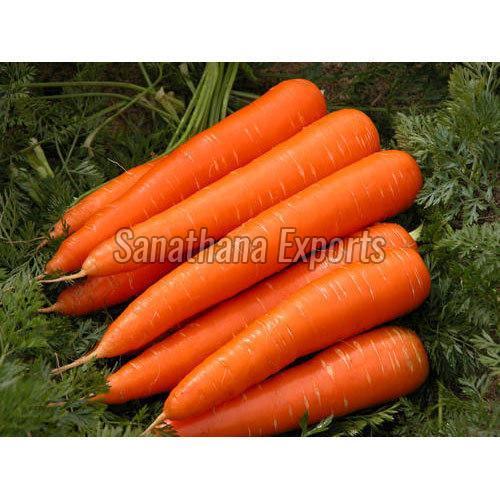 Organic Fresh Red Carrot