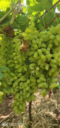 Export Quality Green Grapes