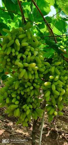 Organic Export Quality Green Grapes Super Sonaka
