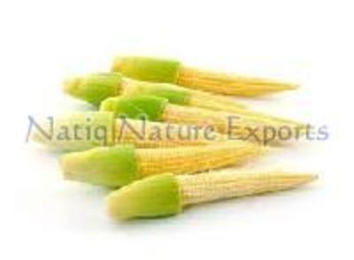 Yellow Fresh Peeled Baby Corn