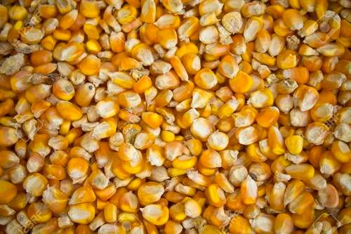Organic Yellow Corn Maize