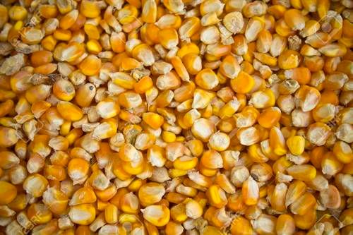 Organic Yellow Corn Maize Crop Year: 2019 Years