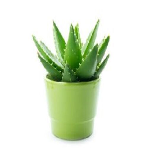 Ayurvedic Aloe Vera Baby Plants Usage: Cosmetic