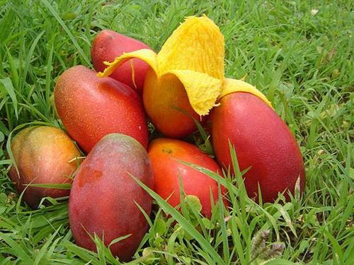 Fresh Organic Ripe Mangoes