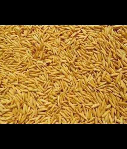 Highly Nutritious Paddy Rice