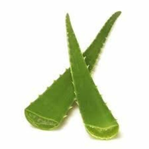 Herbal Product Pure Natural Aloe Vera Leaves