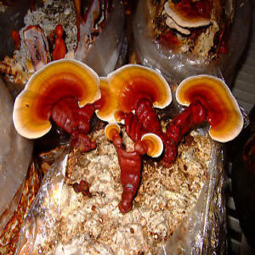 Fresh Ganoderma Mushroom Spawn Shelf Life: 10 Days