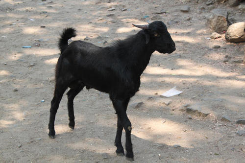 Black High Breed Goat Gender: Both