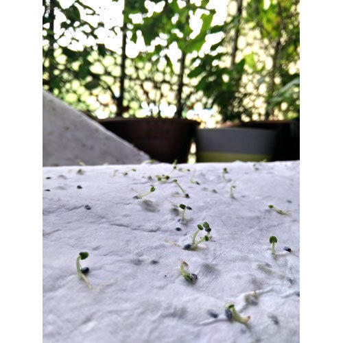 White 21 Fools Plantable Seed Paper (A4)