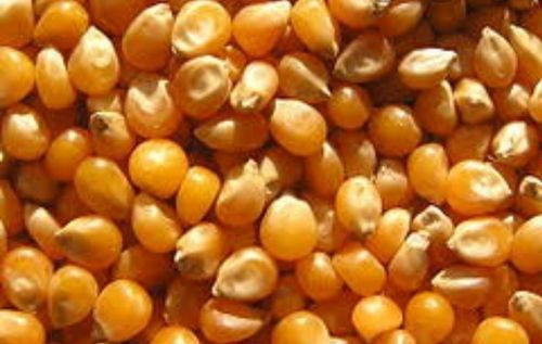 Impurity Free Yellow Corn Maize Purity: 100%