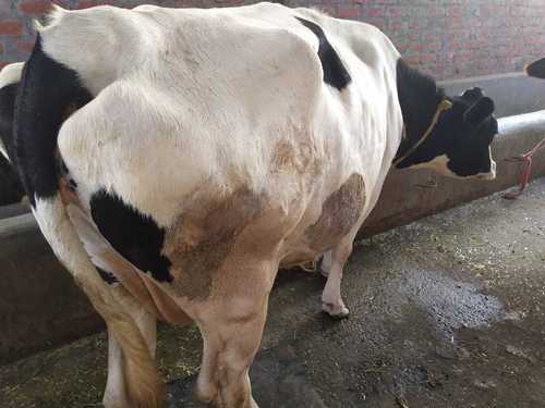 Black And White Color Holstein Friesians Cow