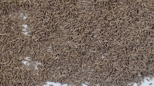 Organic Dried Cumin Seeds