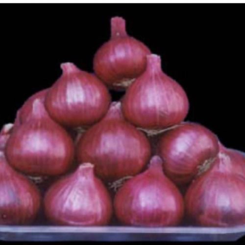 Fresh Red Onion - Small & Large Sizes, Chemical Free, Export Quality for Salads and Vegetables