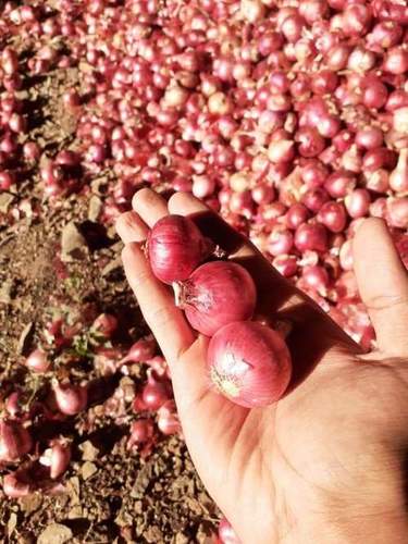 Fresh Red Small Onion