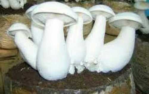 Natural Premium Quality Milky White Mushroom