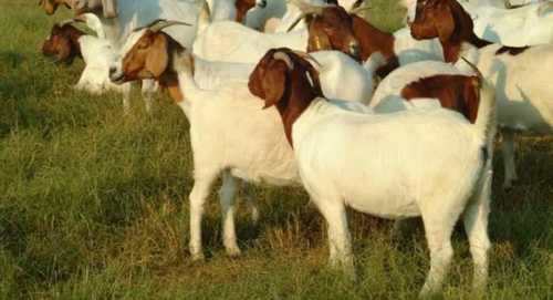 Goat Farming Services By Azeez Goat Farm