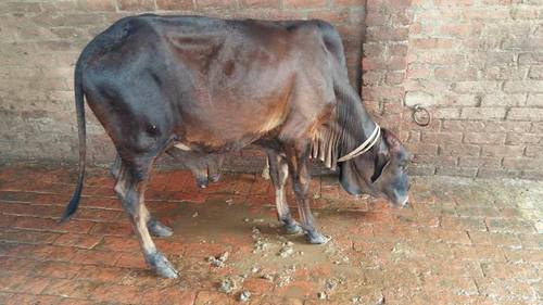 High Male Sahiwal Cows