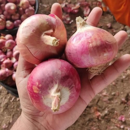 A Grade Fresh Onion - Light Pink & Red Color, Natural Cultivation in Jute & Net Bags | Dried, Enhanced Flavor for Cooking & Human Consumption