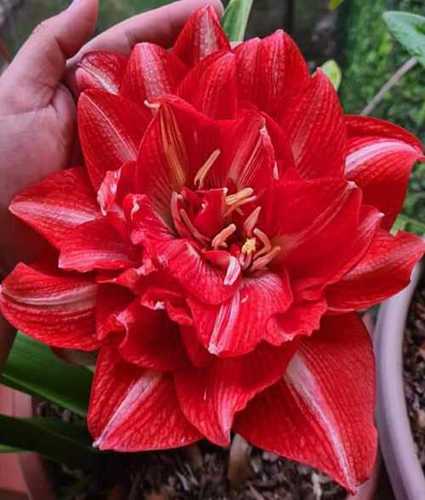 Fresh Amaryllis Bulbs Flower