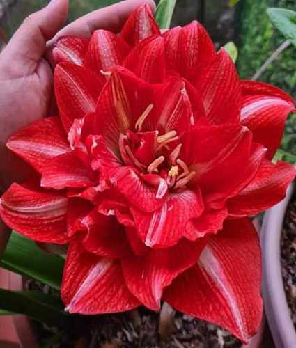 thumbnail image 2 of S Day Potted Gifts, Home Warm Plants-3 Bulbs,3 2 of 14