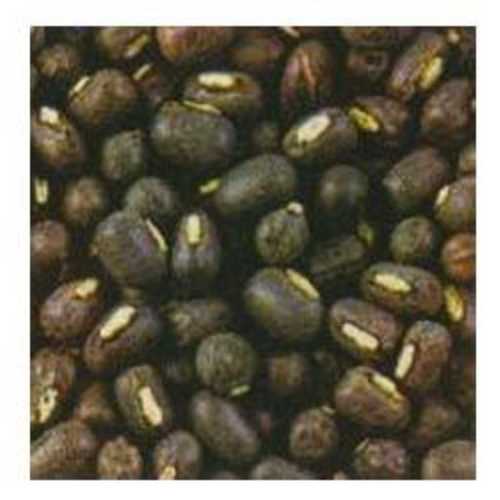 Organic Urad Whole Agriculture Seeds