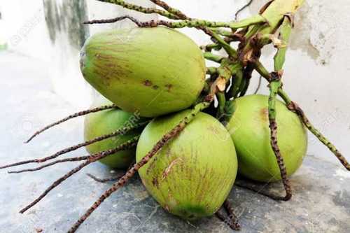 A Grade Fresh Coconut Green