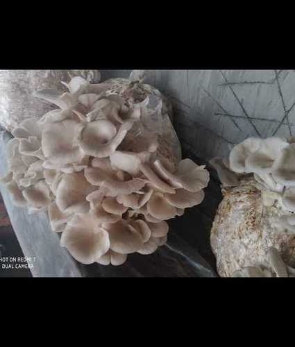 Natural Organic Oyster Mushroom