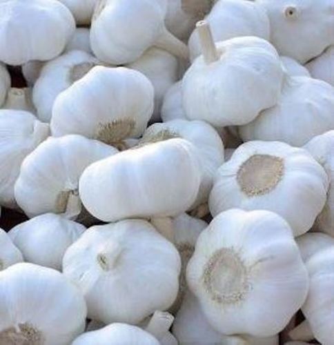 Farm Fresh White Garlic