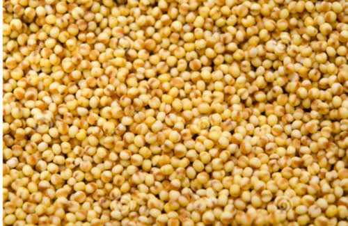 Common Indian Yellow Foxtail Millet