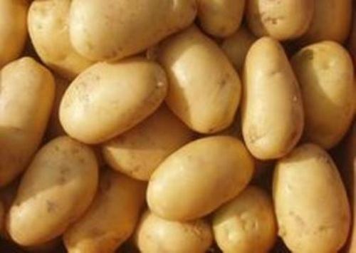 Pure Natural Fresh Potato