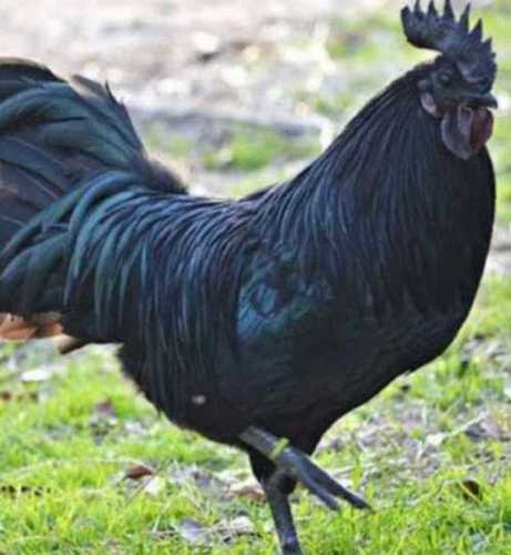 High Black Kadaknath Chicken