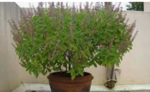 Organic Tulsi Plant