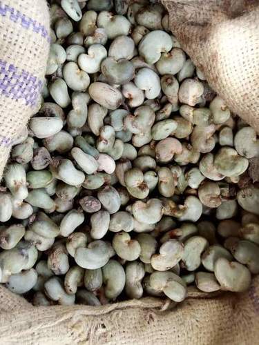 raw cashew nut price in india