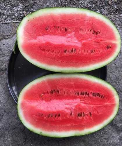 Export Quality Fresh Watermelon