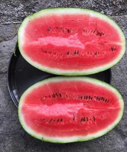 Green Export Quality Fresh Watermelon