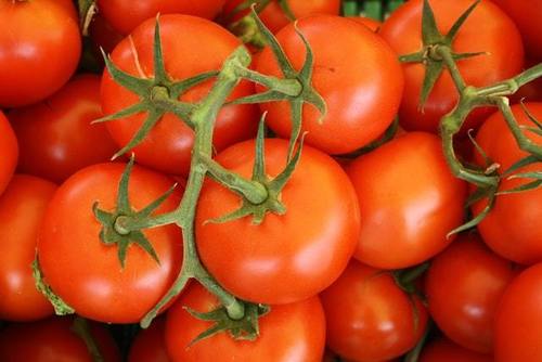 FarmPlus Red Tomatoes