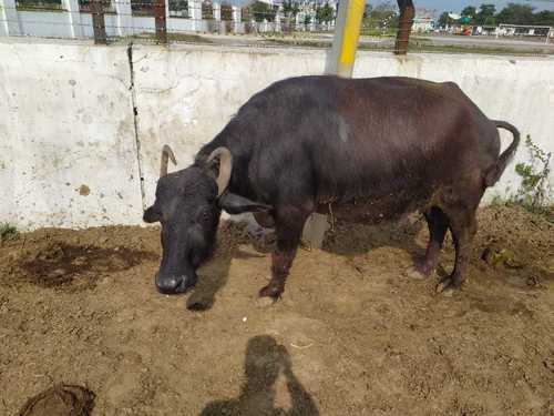 High Milk Yielding Murrah Buffalo