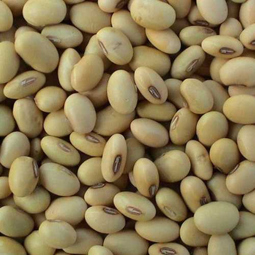 White And Brown Dried Pure Soyabean Seed