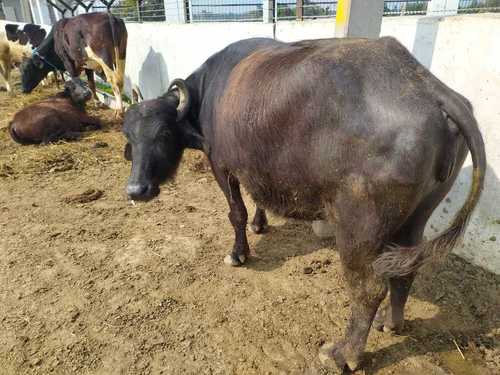 Female Black Murrah Buffalo